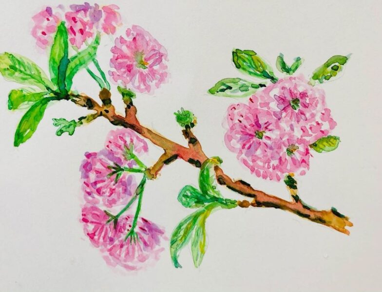 Blomstrende kirsebærgren