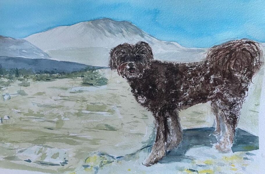 Molly i de norske fjelde